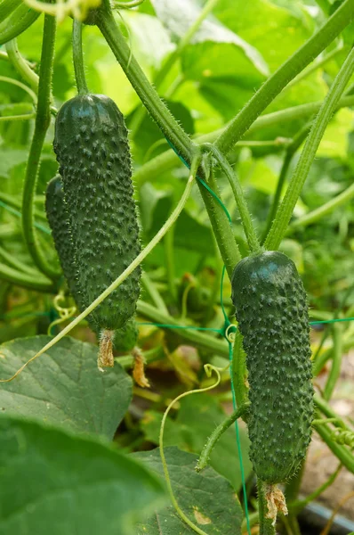 Cucumbers growing on the bush — Stock Photo, Image