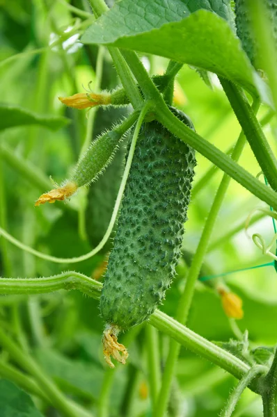 Cucumbers growing on the bush — Stock Photo, Image