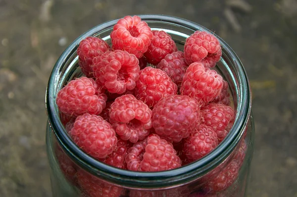 Glass jar filled with raspberries — Stock Photo, Image