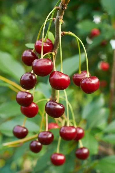 Rama de cereza con bayas rojas — Foto de Stock