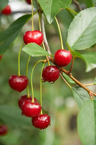 Wet cherries on the tree after rain — Stock Photo, Image