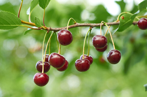 Branch of cherry with red berries