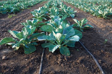 Olgunlaşmamış lahana uzun satırları