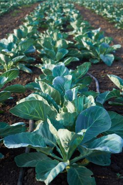 Olgunlaşmamış lahana uzun satırları