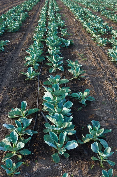 Long rows of unripe cabbage — Stock Photo, Image