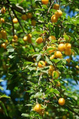 Kiraz eriği ağacının dalını