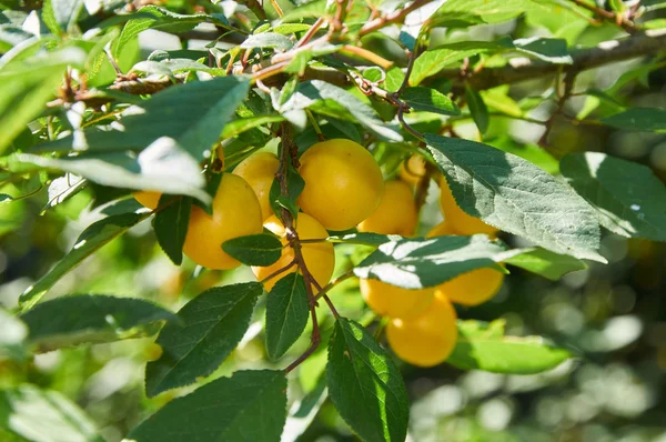 Bayas de ciruela de cerezo en el árbol — Foto de Stock