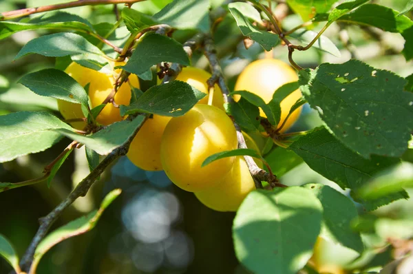 Plody na stromě Slivoň myrobalán — Stock fotografie