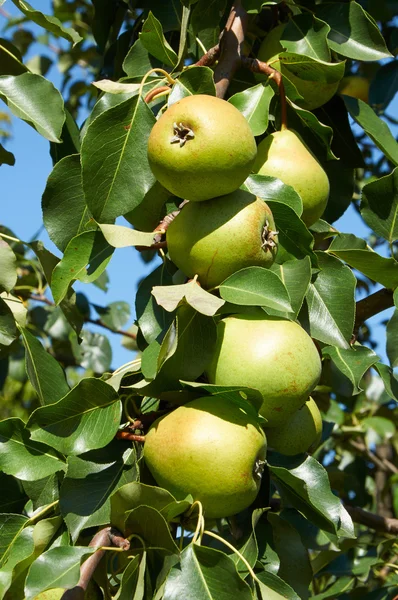 Peras verdes que crecen en el árbol —  Fotos de Stock