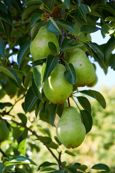 Peras verdes que crecen en el árbol —  Fotos de Stock