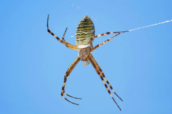 Closeup photography of striped wasp spider — Stock Photo, Image