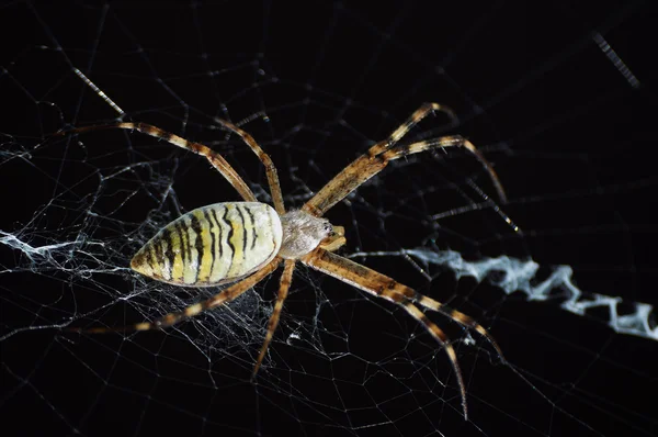 Крупним планом фотографія смугастої оси павука — стокове фото
