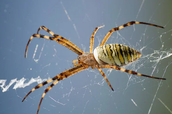 Макрозйомка смугастої оси павука — стокове фото