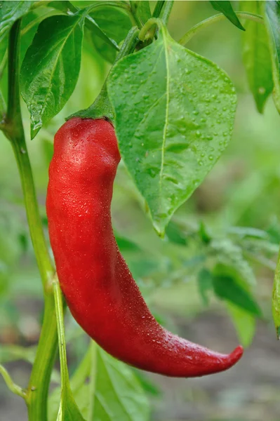 Red long hot pepper — Stock Photo, Image
