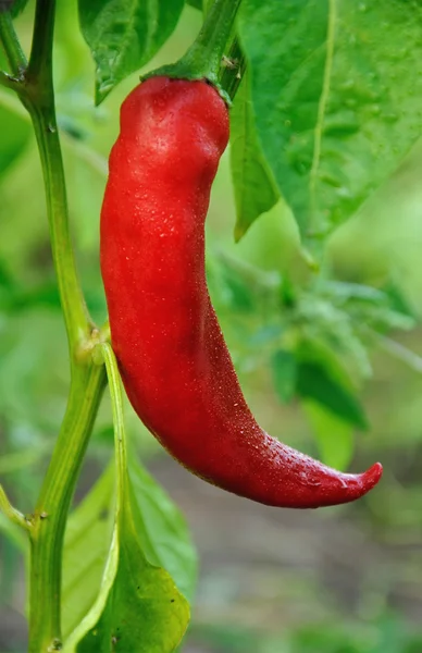 Red long hot pepper — Stock Photo, Image