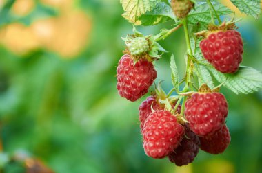 Ahududu Eylül Şubesi