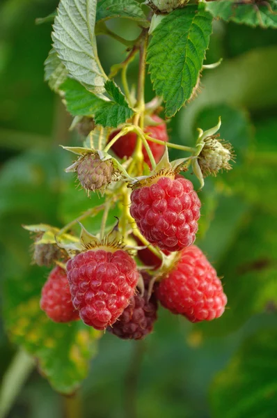 Septembre branche de framboise — Photo