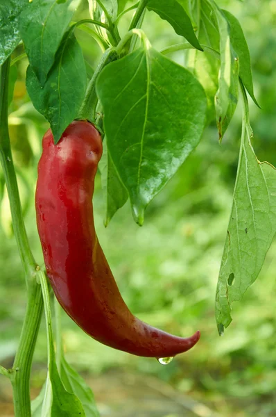Red long hot pepper