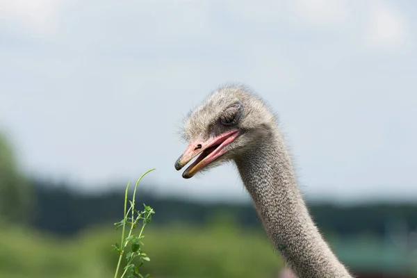 Strauß Wird Grünes Gras Fressen — Stockfoto