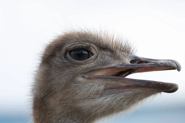 Straußenkopf Mit Geöffnetem Schnabel Großaufnahme — Stockfoto