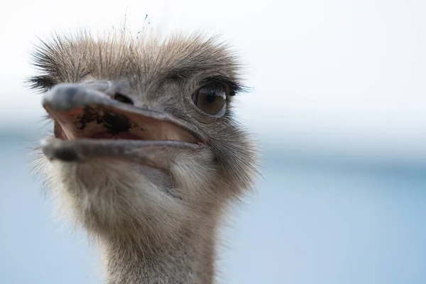 Ostrich head with beak open close up