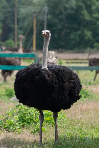 Struzzo Africano Piedi Dietro Recinzione Una Fattoria — Foto Stock