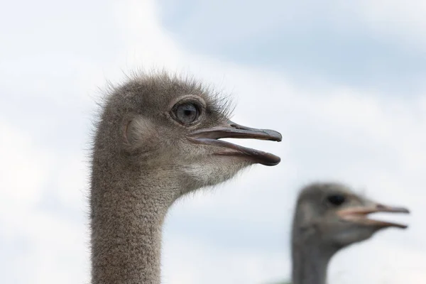 Ostrich Head Beak Open Close — Stock Photo, Image