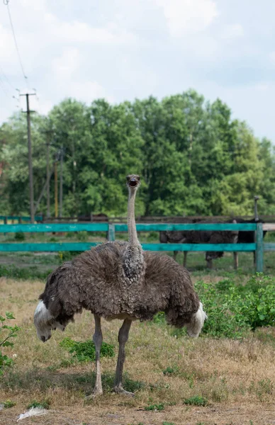 African Ostrich Standing Fence Farm — Stock Photo, Image
