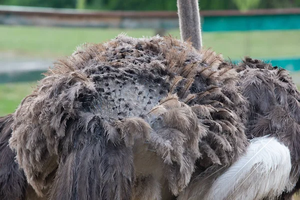 Ostrich Feathers Growing Its Skine Close Back View — Stock Photo, Image