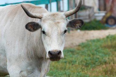 Gri Ukrayna sığırları, et ve süt ürünleri üreten bir tür..