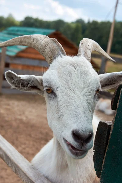 Close Portret Van Witte Volwassen Geit Achter Een Hek — Stockfoto