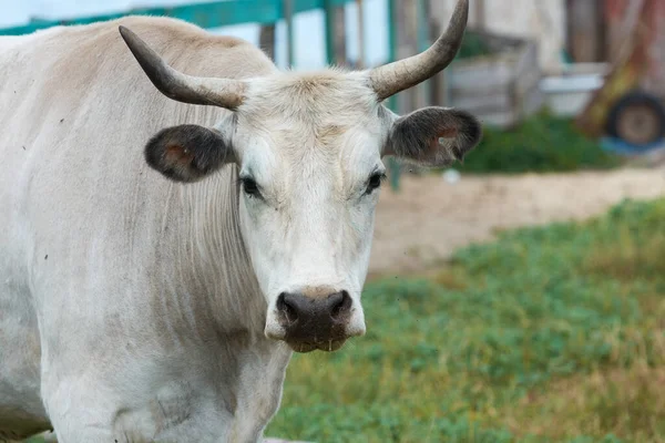 灰色のウクライナの牛 野生の肉と乳製品の方向の牛の品種 — ストック写真
