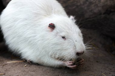 Beyaz coypu ya da nutria yiyor ve pençelerinde yiyecek tutuyor.