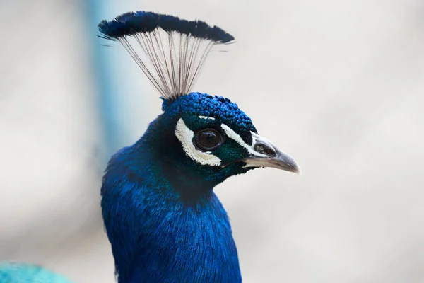 Modrá Barva Hlava Páva Zoo — Stock fotografie