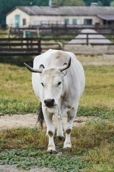 灰色のウクライナの牛 野生の肉と乳製品の方向の牛の品種 — ストック写真
