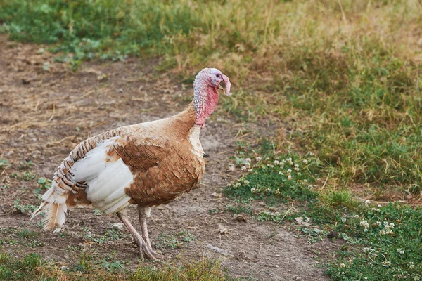 Çiftlikteki Yetişkin Kahverengi Beyaz Hindi Kuşu — Stok fotoğraf