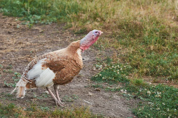 Çiftlikteki Yetişkin Kahverengi Beyaz Hindi Kuşu — Stok fotoğraf