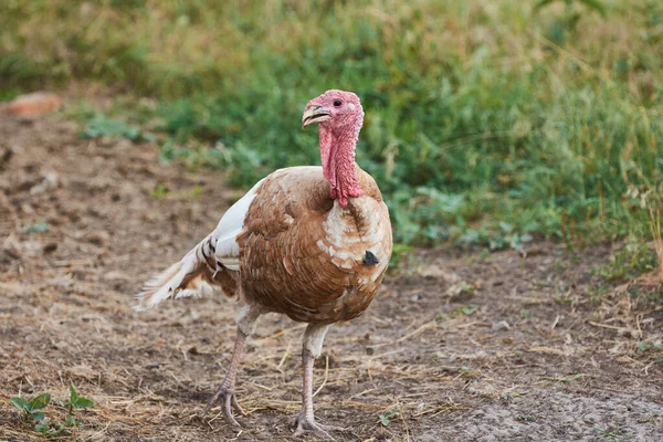 Erwachsene Braune Und Weiße Truthahnvögel Auf Dem Bauernhof — Stockfoto