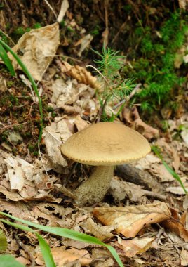 leccinum scabrum mantar ortamda