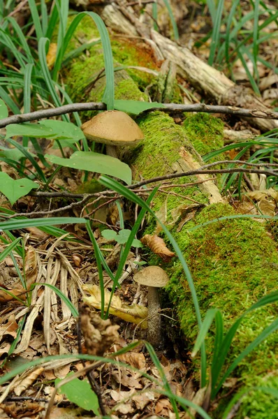 Leccinum scabrum 蘑菇在真实的环境 — 图库照片