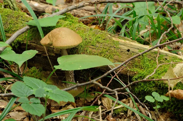 Leccinum scabrum mushroom in real environment — Stock Photo, Image
