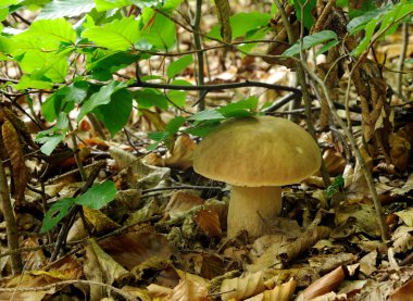 boletus mantarı, porcini bilinen penny b yanı sıra