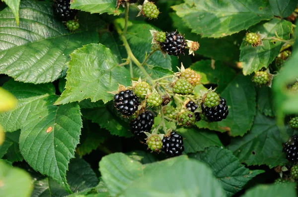 Bessen van blackberry op het blad — Stockfoto