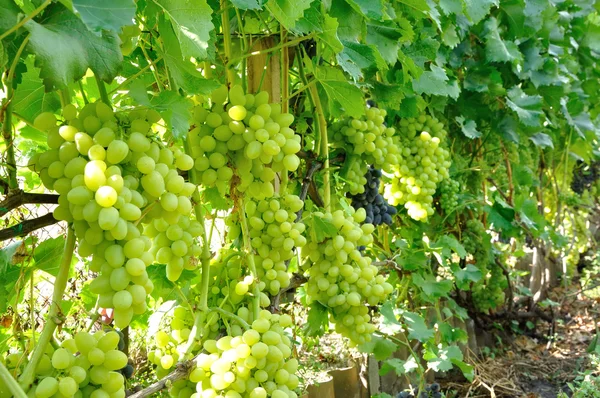 Fila de uva — Foto de Stock