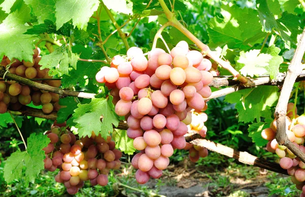 Кластер из розового винограда — стоковое фото