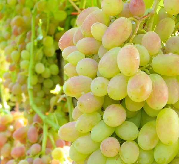 Aglomerado de uvas do deserto — Fotografia de Stock