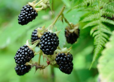 berries of blackberry on the bush clipart