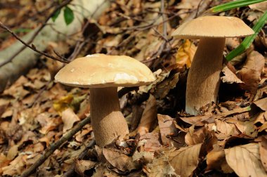 mantar: Boletus Mantarı, porcini, penny topuz, Fly'dan bilinen