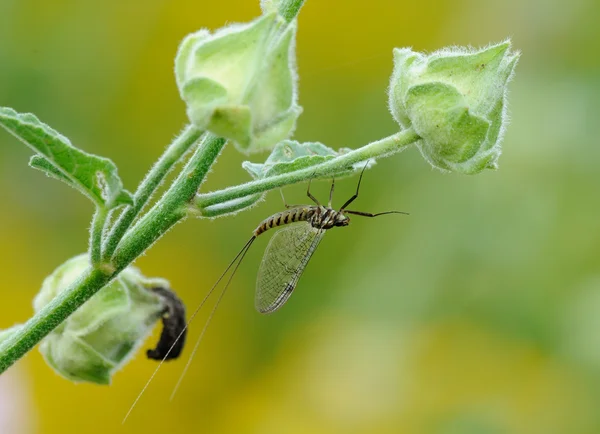 mayflies veya shadflies macrophotography 