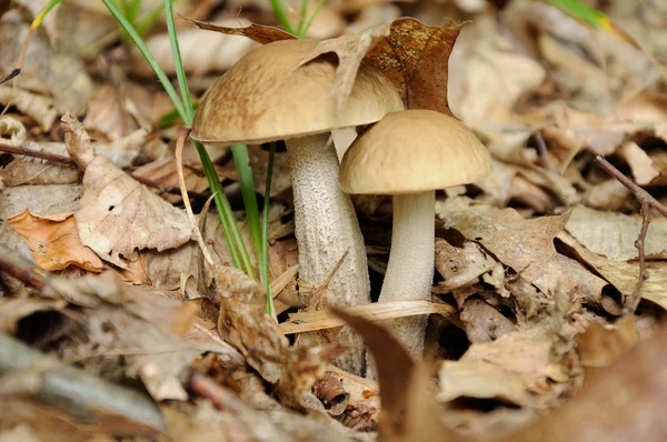 Leccinum scabrum champignon dans la forêt — Photo